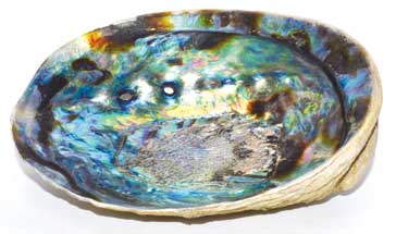 5" - 6" Abalone Shell burner